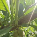 지희농장 | 2025년 복숭아 판매를 마감하며..