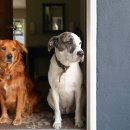 강아지집 이미지