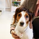 땡자애견 이미지