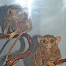 필리핀안경원숭이(Tarsius syrichta)를 찾아서 이미지