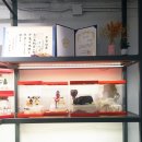 파니피카 이미지