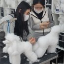 만점애견미용 이미지