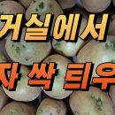 텃밭농사 거실에서 감자 싹 틔우기 감자 쪼개기 코팅 소독하기 이미지