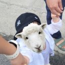 휴양펜션돌과바람 이미지