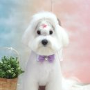 머멍펫살롱(MuMung) 이미지