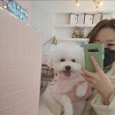 강아지 미용실 네이버블로그