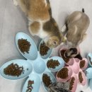 냥이는꿀꿀 이미지