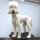 포테이토 독 이미지