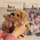 퍼스트독 이미지