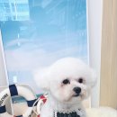 코코바리 이미지