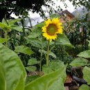 들풀농장 이미지