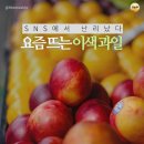 요즘과일