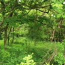 철원 소이산 - 지뢰밭이 지킨 평화의 숲 이미지