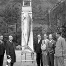 원양참치 이미지