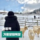 영화목장 | 가평 겨울 가볼만한곳 양떼목장 할인 카페 놀거리