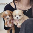 신도시켄넬 이미지