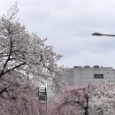 GS25종로누하점 | 서울 벚꽃🌸 실시간 26/04/01: 경복궁 서촌