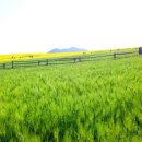 청림가든정금자할매집 이미지