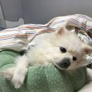 아젤리아 | 아젤리아 까눌레쿠션 후기