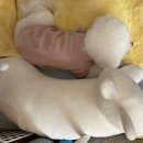 예뻐질개 이미지