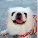 다래실천 이미지