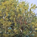 완도 예송리 상록수림 이미지