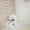 멍빨털빨 이미지