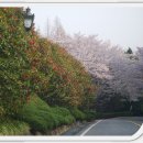 벚꽃주택 이미지