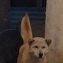 지지배 이미지