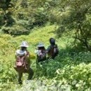 비양도의 비양나무자생지 이미지