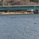 오리들1길 이미지