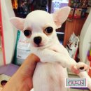 공주애견&Black Dog 이미지