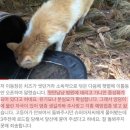 [관찰남] 현재 논란중인 "외출냥이를 빙자해 밖에서 방치되고 있는 미웡이" 이미지