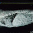 한성동물병원 이미지