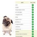 샴푸하는 강아지 이미지