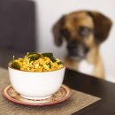 쌀강아지 이미지