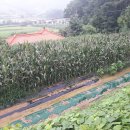 전원사슴농장 이미지