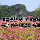 운산리마을회협동조합 | 2025 영월 동강 붉은메밀꽃축제 완벽 가이드｜일정·운영시간·오시는 길·주변 코스