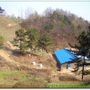 관암농장 Daum카페