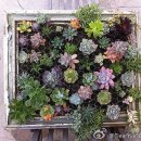 정원이 아름다운 집 이미지