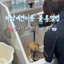 뚱이애견 | [하남애견미용] 블루멍멍 위생목욕_알로페시아 강아지스파