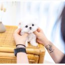 우리펫동물병원 | 🐶 우리 강아지 첫 예방접종 후기 – 유앤미펫 동물병원 방문기