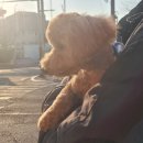 오댕펫살롱 이미지