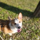 뚱이애견 | 멍그니엘애견호텔서울강동점 뚱이 호텔링후기