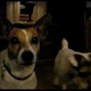 Jack Russell Terriers head tilt 이미지