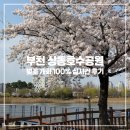 상동호수공원 | 부천 상동호수공원 벚꽃 개화 100% 실시간 후기 (2026.04.07)