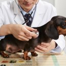 미래펫 동물병원 이미지