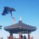 금강송 생태경영림 | 2018년 동해 겨울여행