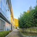 홍산향교 은행나무 | 11월 전주 가볼만한곳 전주향교 400년 은행나무 실시간 단풍 현황 (2025.11.10.)