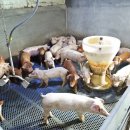 도고목장 이미지